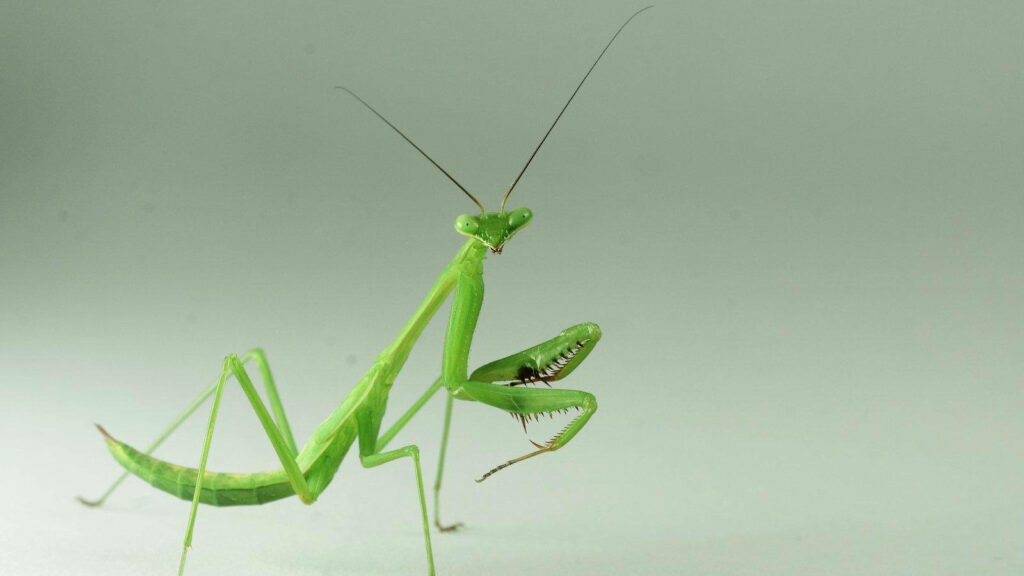 Captivating Yellow-Green Praying Mantis Wallpaper on Neutral Background