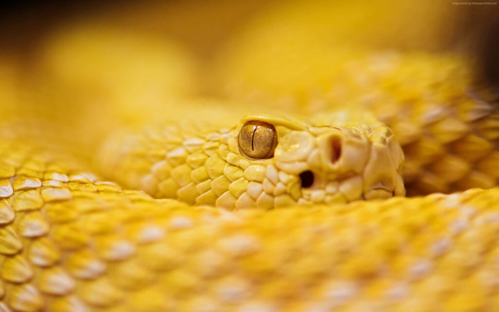 Close-Up of Intense Yellow Snake Wallpaper - Captivating Background