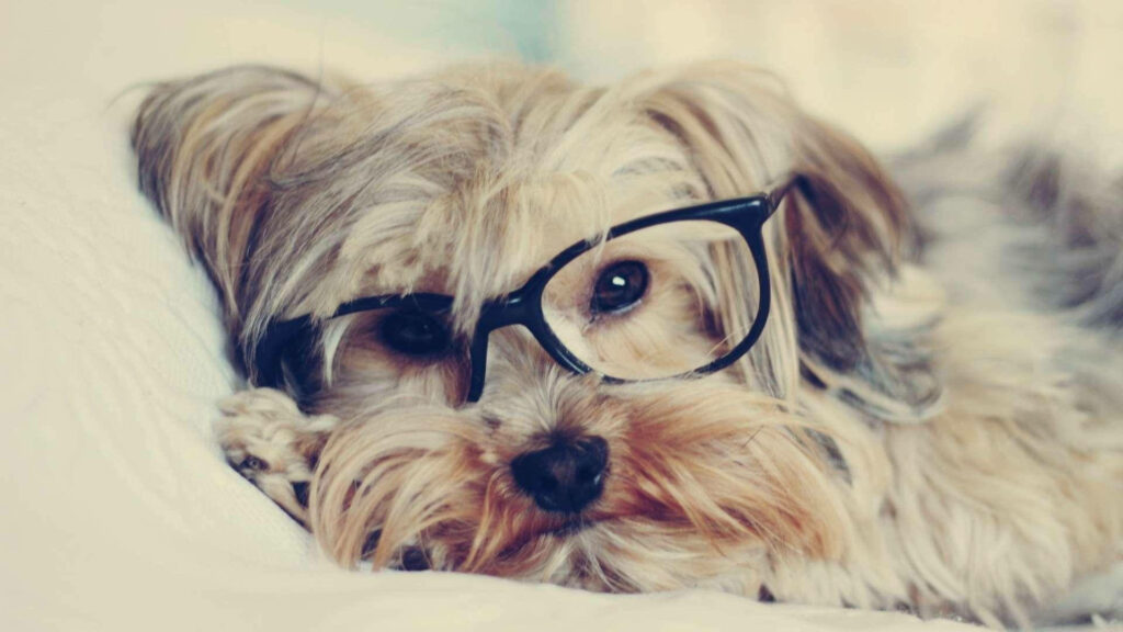 Adorable Yorkie Puppy Sporting Hip Eyewear Poses for Camera on Cozy White Cushion: Vibrant Yorkie Puppies Background Wallpaper