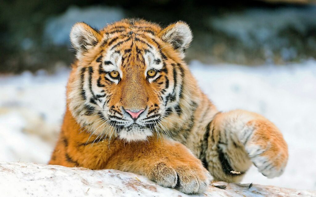 Young Tiger Wallpaper: Striking Stripes in a Snowy Background