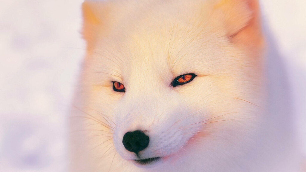 Chilling with the Cool White Fox: A Stunning Wallpaper Capture