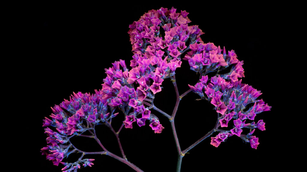 Stunning Close-up: Small Purple Blossom Blooms on Black - Perfect Desktop Wallpaper