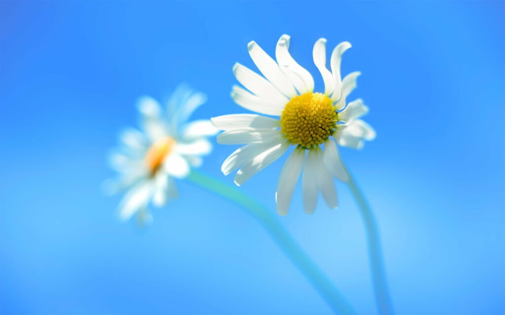 Two white daisies with yellow centers against a bright blue sky HD Windows 8 wallpaper background