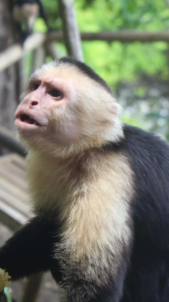 Close-Up Capuchin Monkey Portrait in Natural Green Habitat Wallpaper