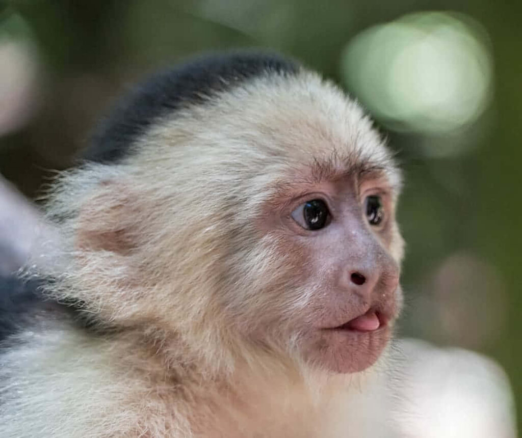 Captivating Capuchin Monkey Portrait Wallpaper: Nature's Charm
