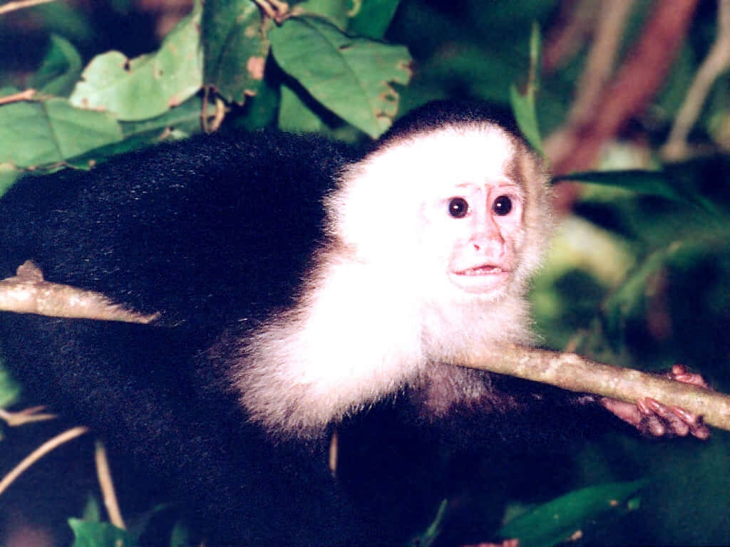 Capuchin Monkey Wallpaper: Jungle Vibes & Vibrant Greenery