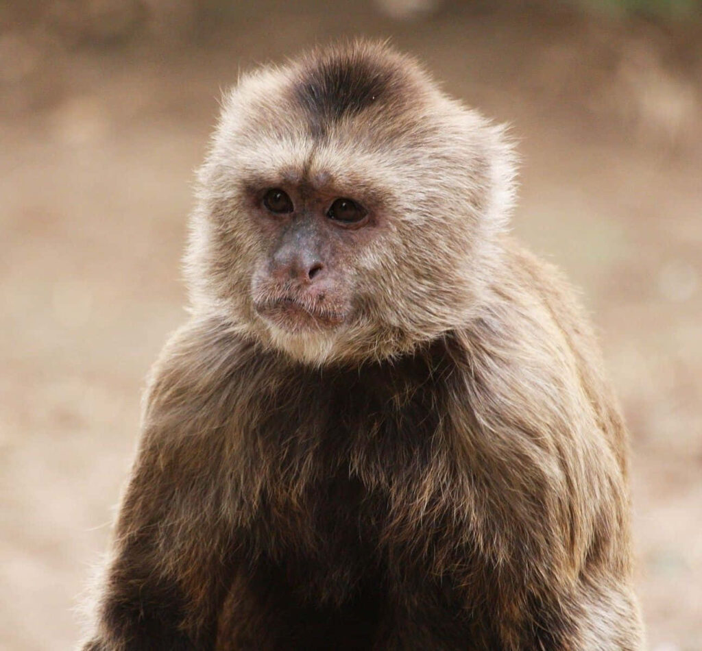 Detailed Capuchin Monkey Portrait: Curious Eyes & Soft Background Wallpaper