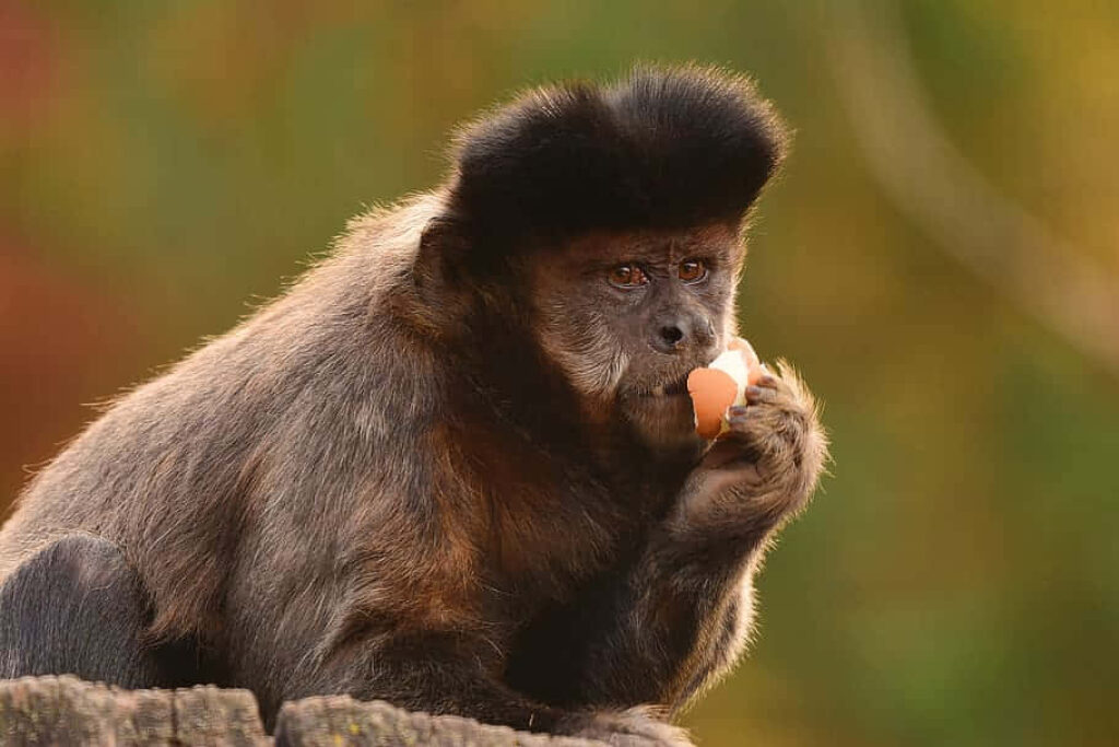 Capuchin Monkey Enjoying Fruit Against Earthy Blurred Background Wallpaper