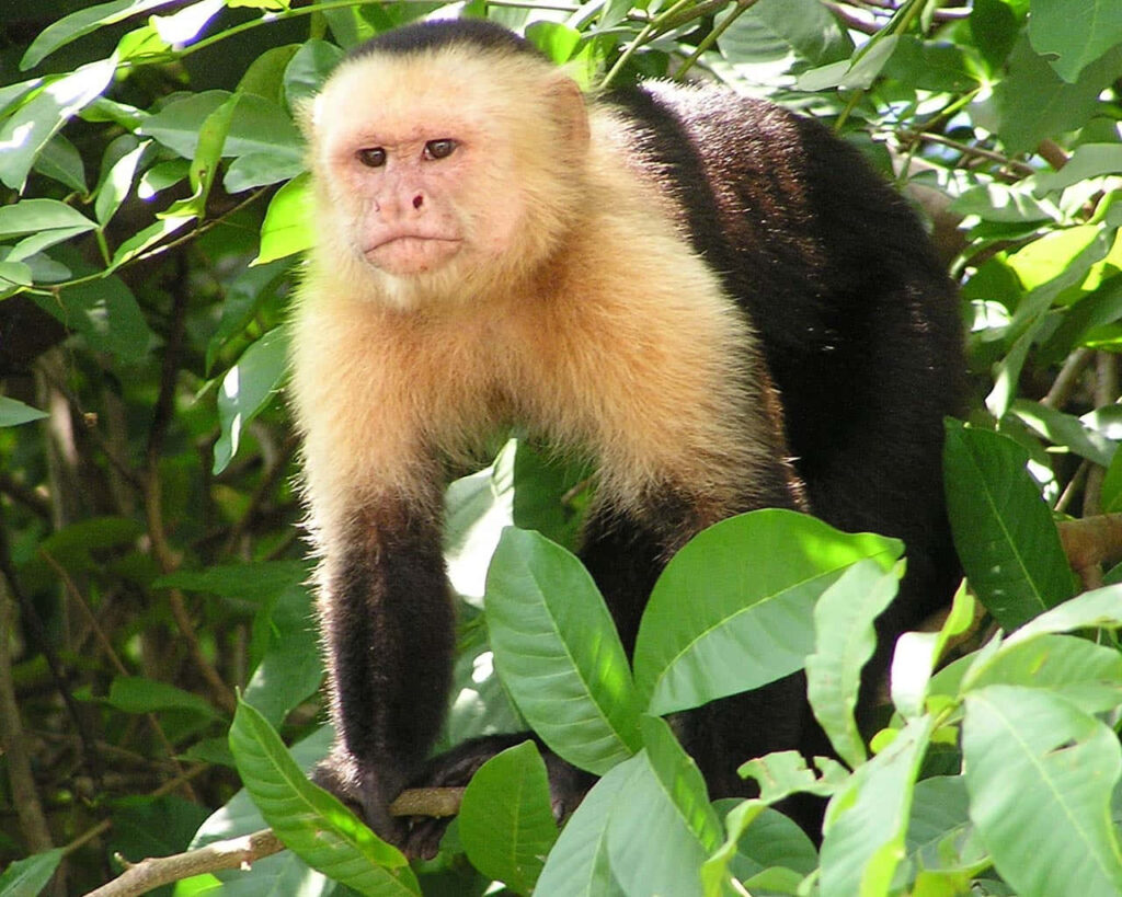 Capuchin Monkey in Lush Jungle Foliage - Vibrant Wildlife Wallpaper