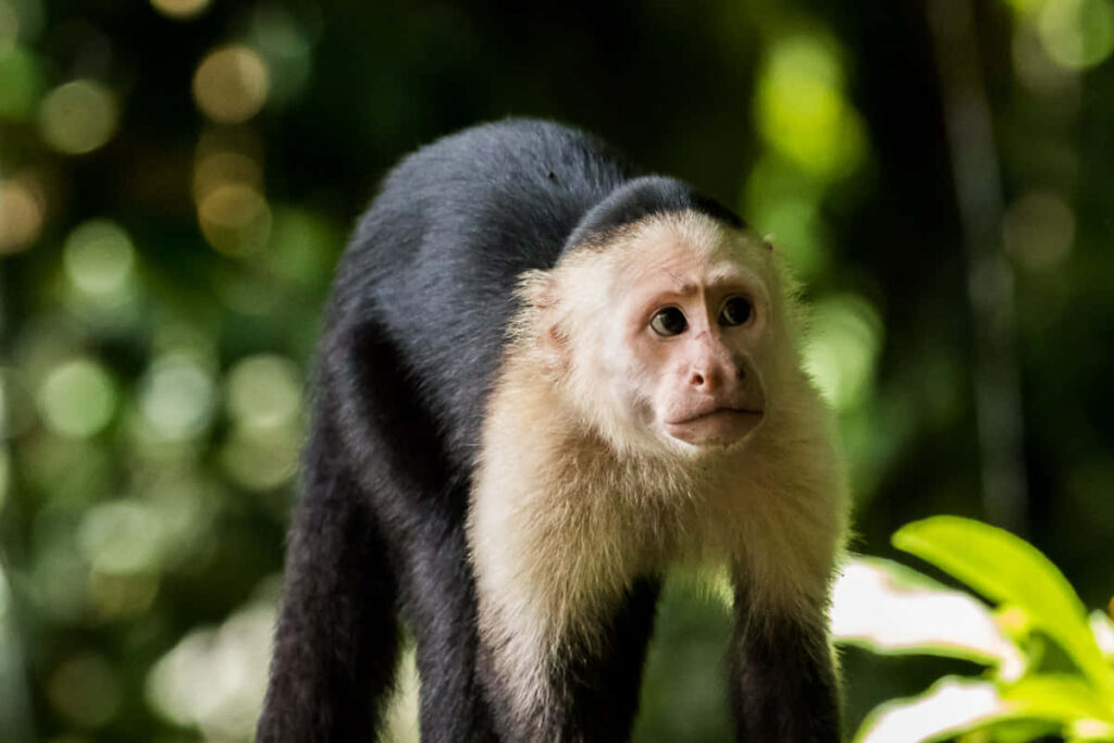 Capuchin Monkey Amid Lush Green Foliage – Nature's Serenity Wallpaper