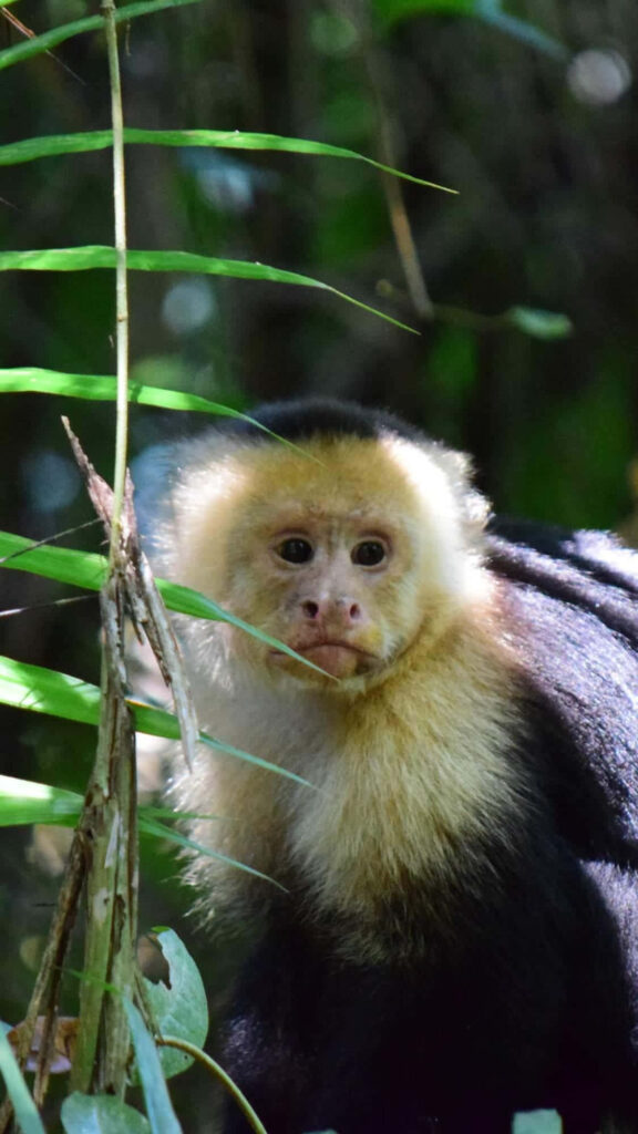 Capuchin Monkey in Lush Green Habitat - Stunning Wildlife Wallpaper