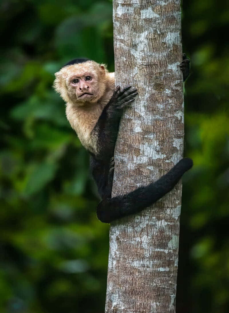 Curious Capuchin Monkey on Tree with Lush Green Background Wallpaper