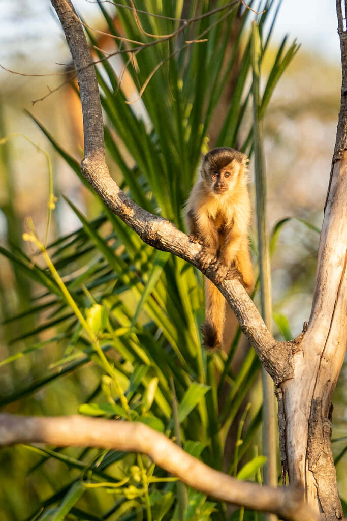 Capuchin Monkey on Tree Branch in Lush Greenery - Nature Wallpaper