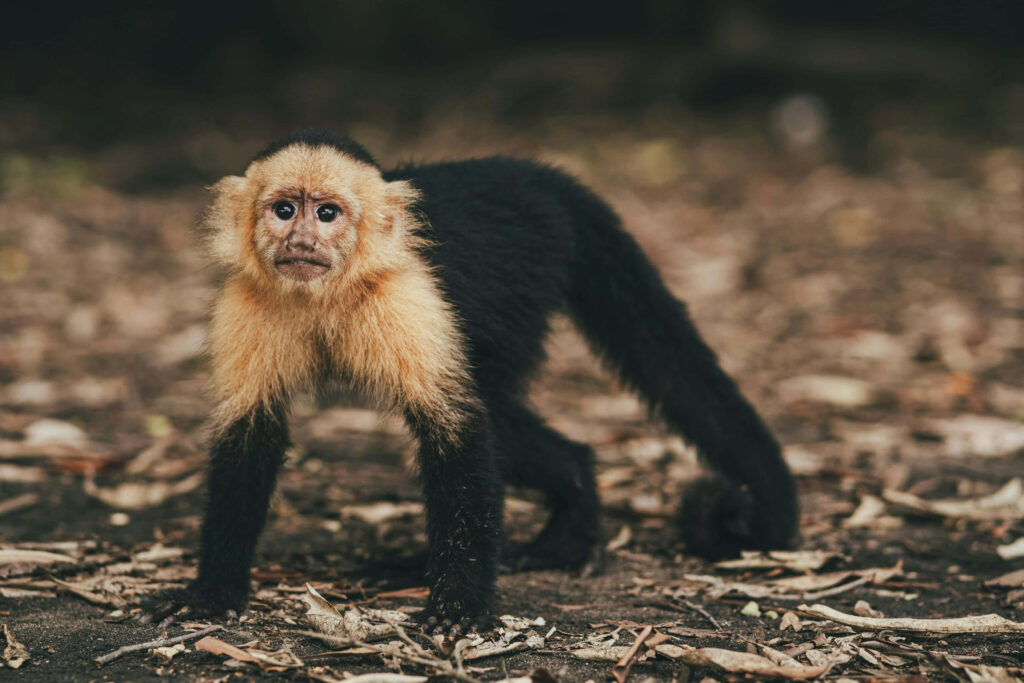 Capuchin Monkey Wallpaper: Nature's Serenity in Black and Cream