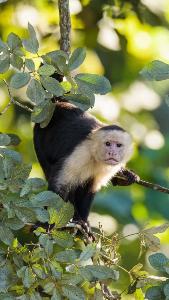 Capuchin Monkey Amidst Lush Green Foliage - Serene Nature Wallpaper