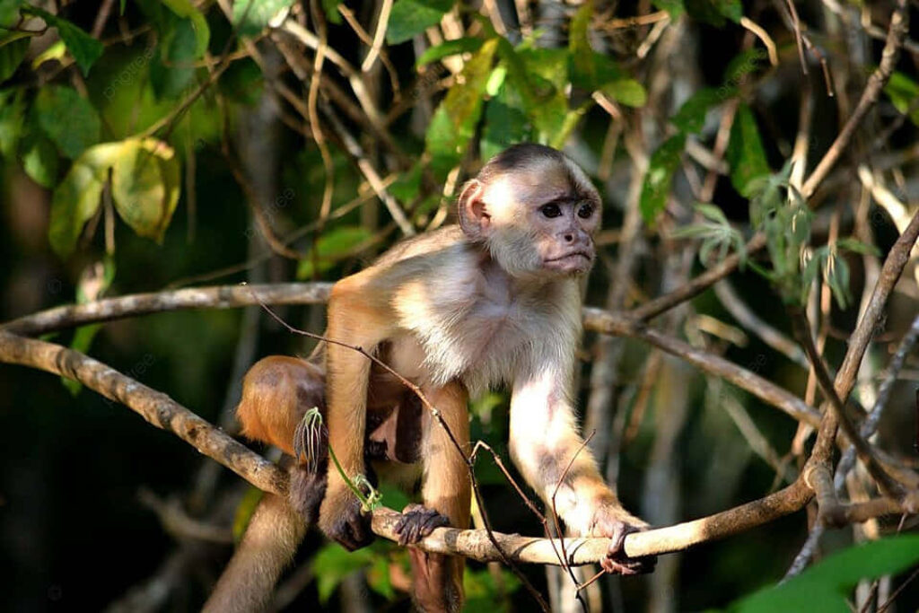 Capuchin Monkey in Lush Jungle Habitat: Serene Sunlit Moment Wallpaper