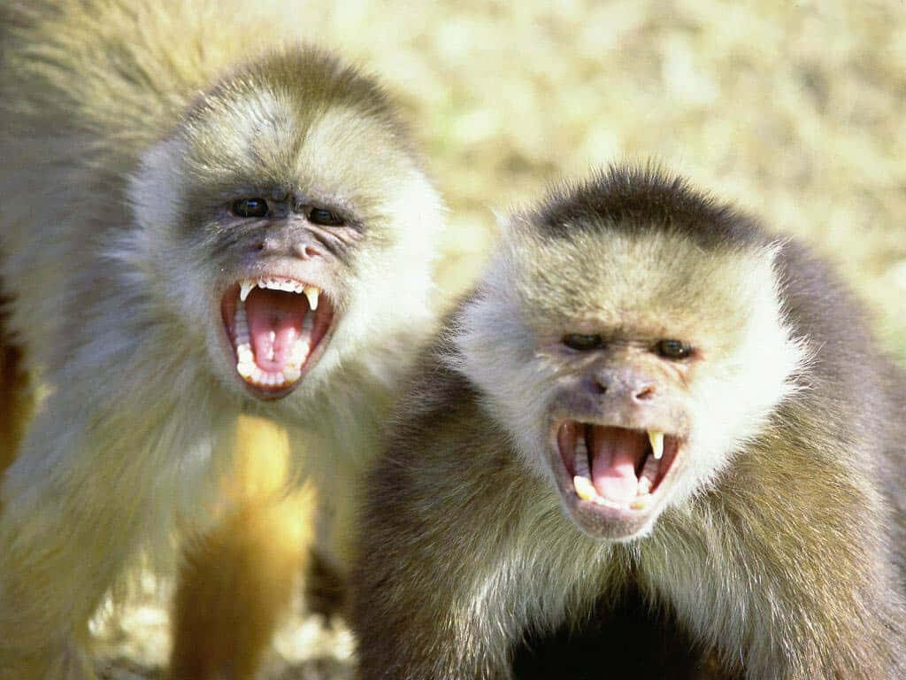 Capuchin Monkeys Show Teeth: Animated Expressions Wallpaper