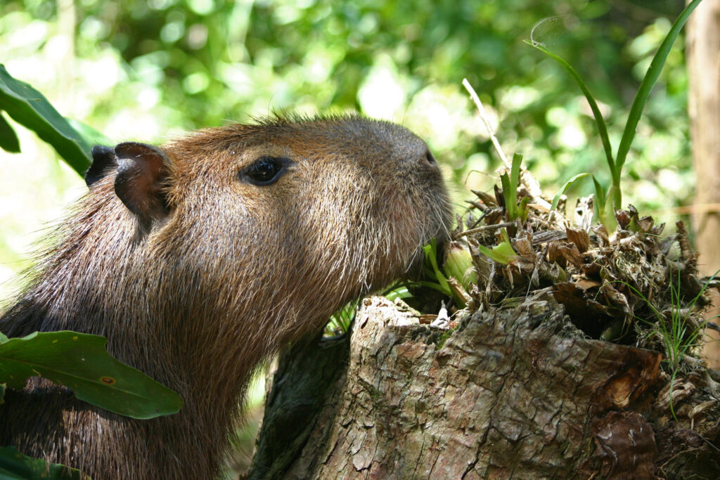 Capybara chewing tree stump in sunlit lush forest with earthy tones wildlife wallpaper background