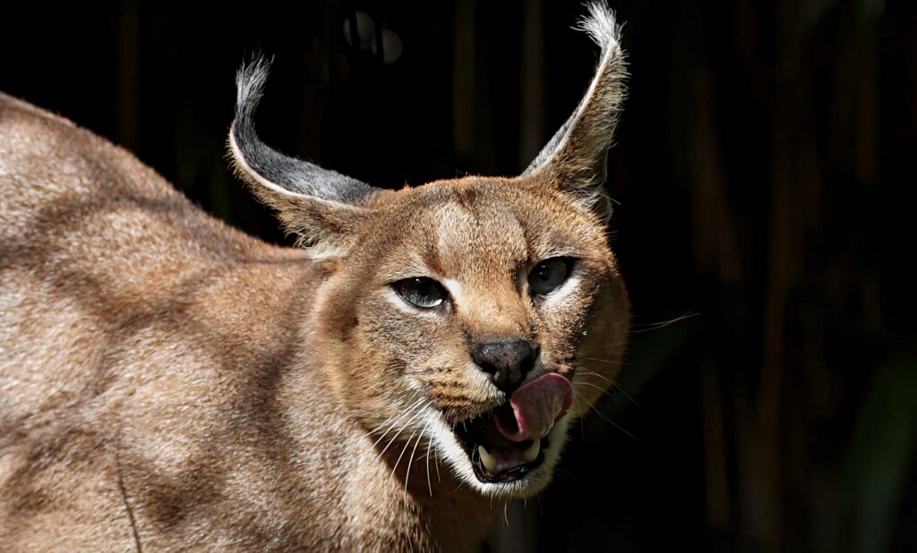 Caracal cat mid-lick with tufted ears and golden fur against dark blurred wildlife wallpaper background