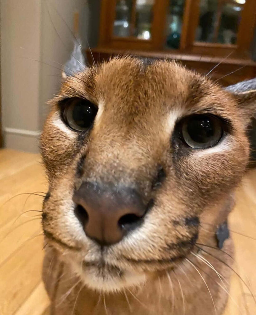 Close-up of Caracal face with striking eyes and distinctive features Big Floppa wallpaper