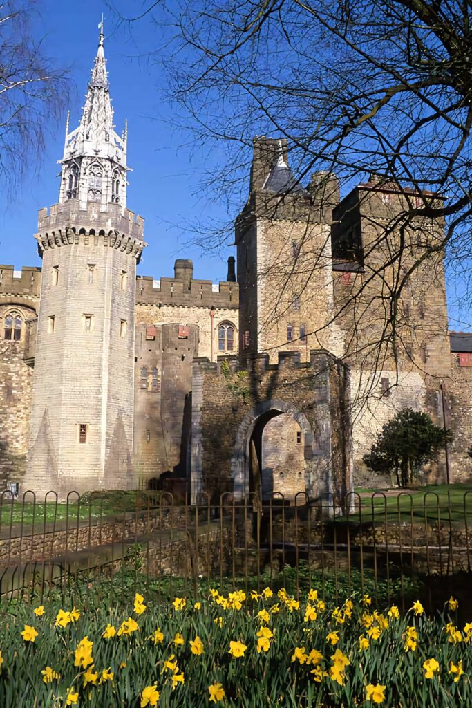 Cardiff Castle medieval stone walls clock tower and yellow daffodils under blue sky HD wallpaper