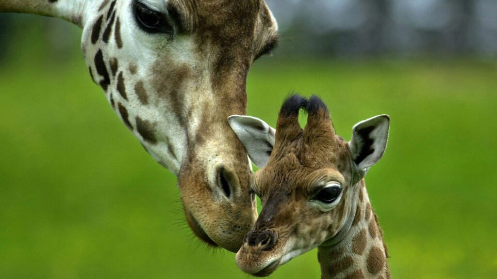 Heartwarming Giraffe Love: Tender Wallpaper in Lush Green