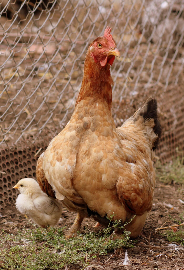 Protective Mother Hen with Chick on Rustic Farm Wallpaper