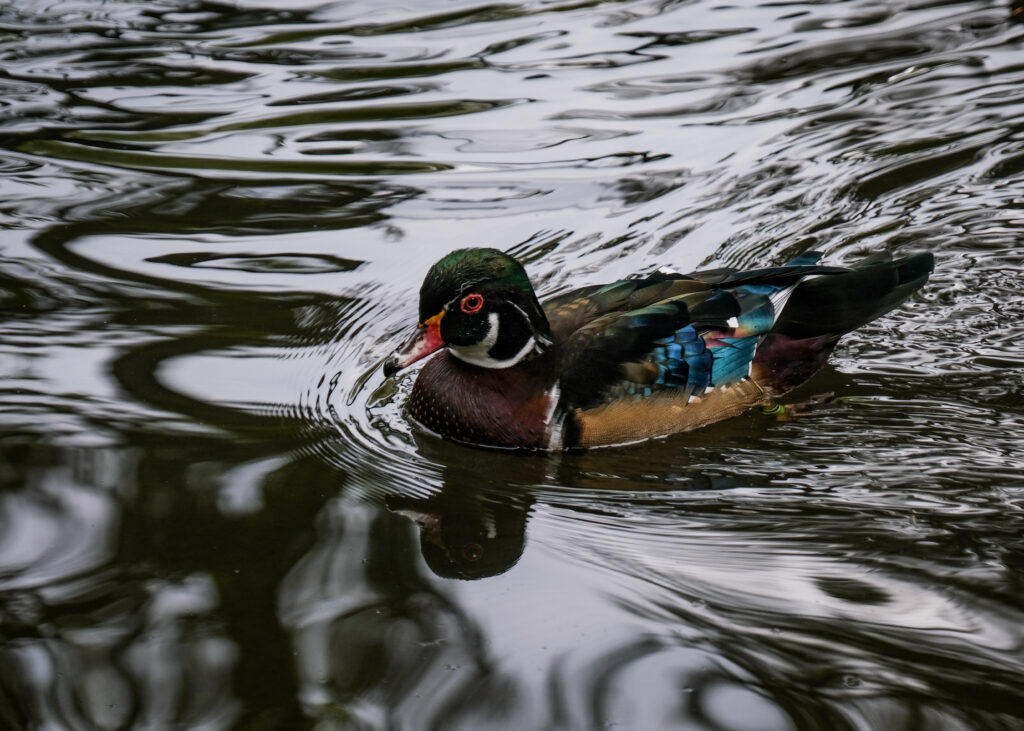 Vibrant Carolina Duck Gliding on Serene Pond - Nature Wallpaper