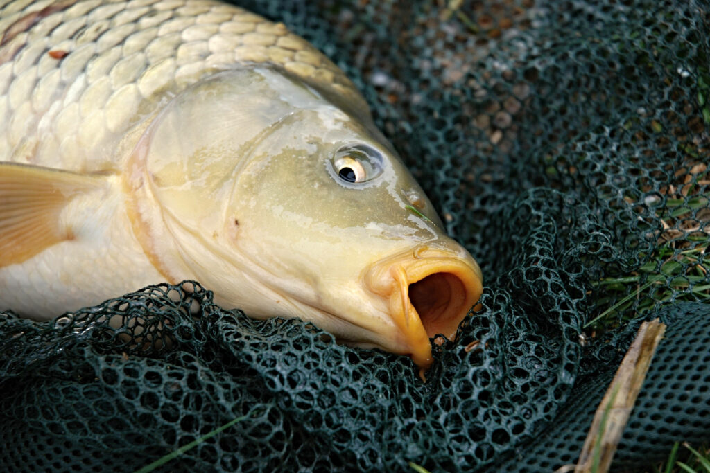 Carp on Black Fish Net: Captivating Scales & Unique Textures Wallpaper