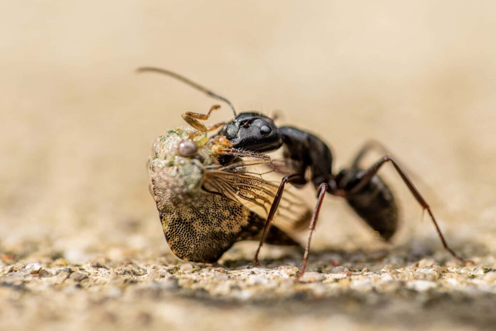 Macro close-up of a glossy black carpenter ant gripping prey on an earthy textured background wallpaper
