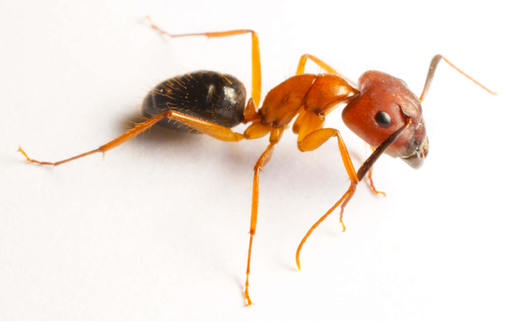 Closeup of carpenter ant showing segmented body sharp mandibles and vivid orangish brown colors Wallpaper