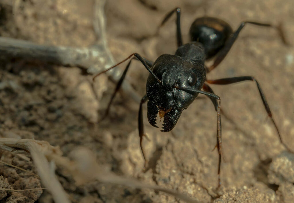 Close-up of a carpenter ant with glossy black exoskeleton and powerful mandibles on earthy background Wallpaper