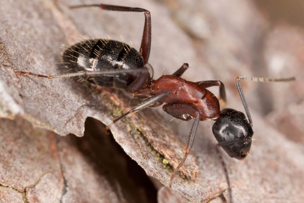Close-up of glossy black and reddish-brown Carpenter ant on textured bark showing fine hairs Wallpaper