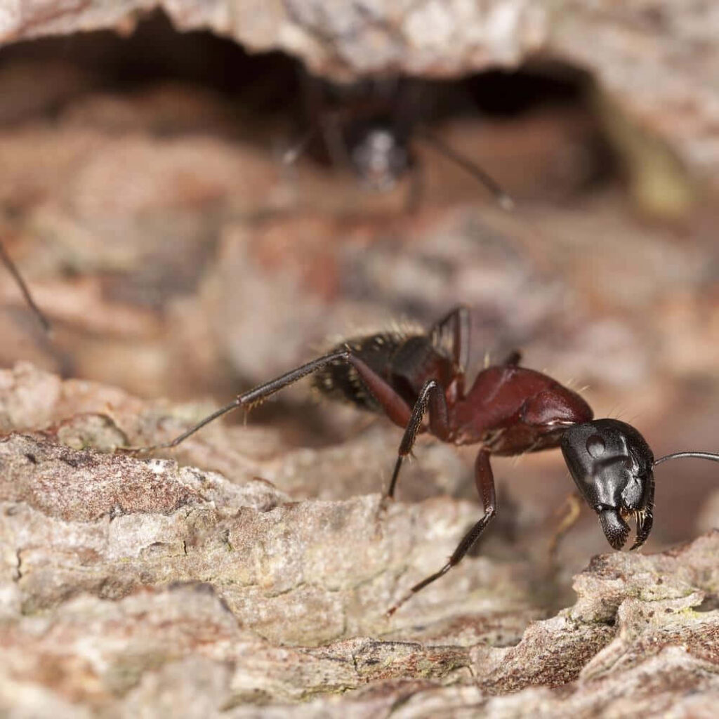 Close-up of carpenter ant on textured wood showcasing natural bark patterns and earthy tones Wallpaper
