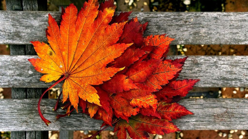 Autumn Vibes: Serene Desktop Background for Fall Enthusiasts - Stunning Fall Aesthetic Wallpaper