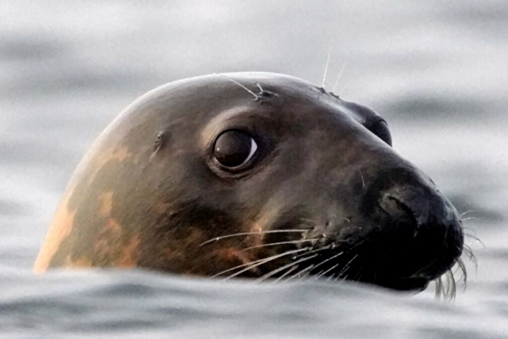 Close-up of Caspian Seal with spotted fur and whiskers emerging from calm gray-blue water background Wallpaper