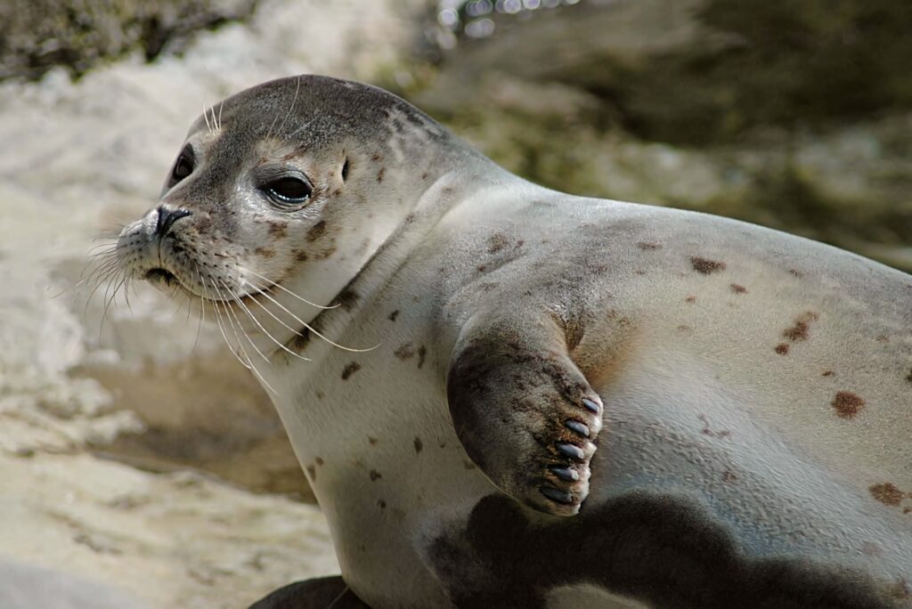 Close-up of rare Caspian Seal with spotted gray fur resting on rocky terrain in natural light Wallpaper