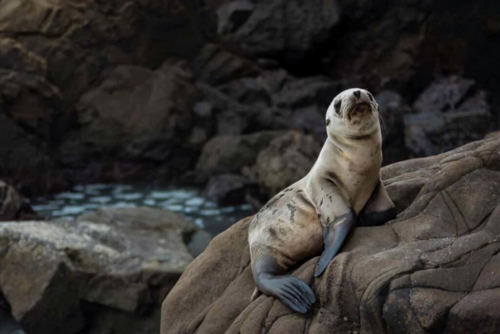 Caspian seal resting on rocky coast with grey cream fur and detailed natural textures wallpaper