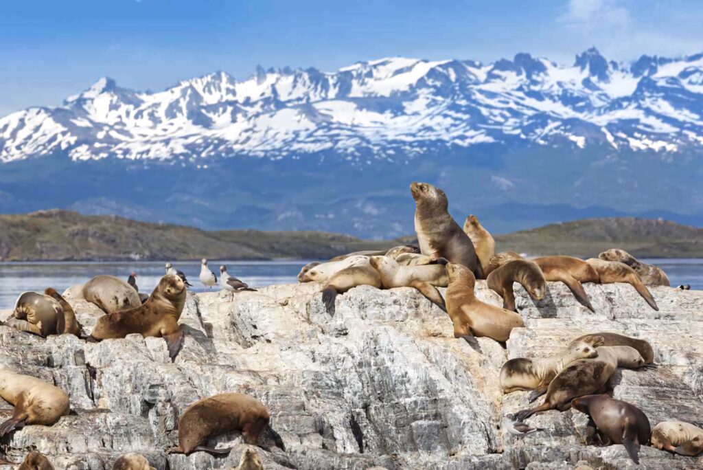 Caspian seals resting on sunlit rocks with snow-capped mountains and clear blue sky wallpaper