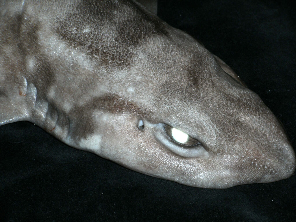 Close-up of a cat shark with mottled skin and intense gaze on dark underwater background wallpaper