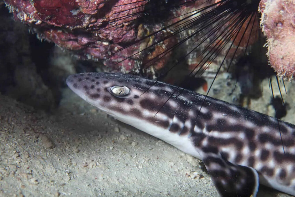 Cat shark with spotted striped patterns under rocky overhang among sea urchins underwater wallpaper