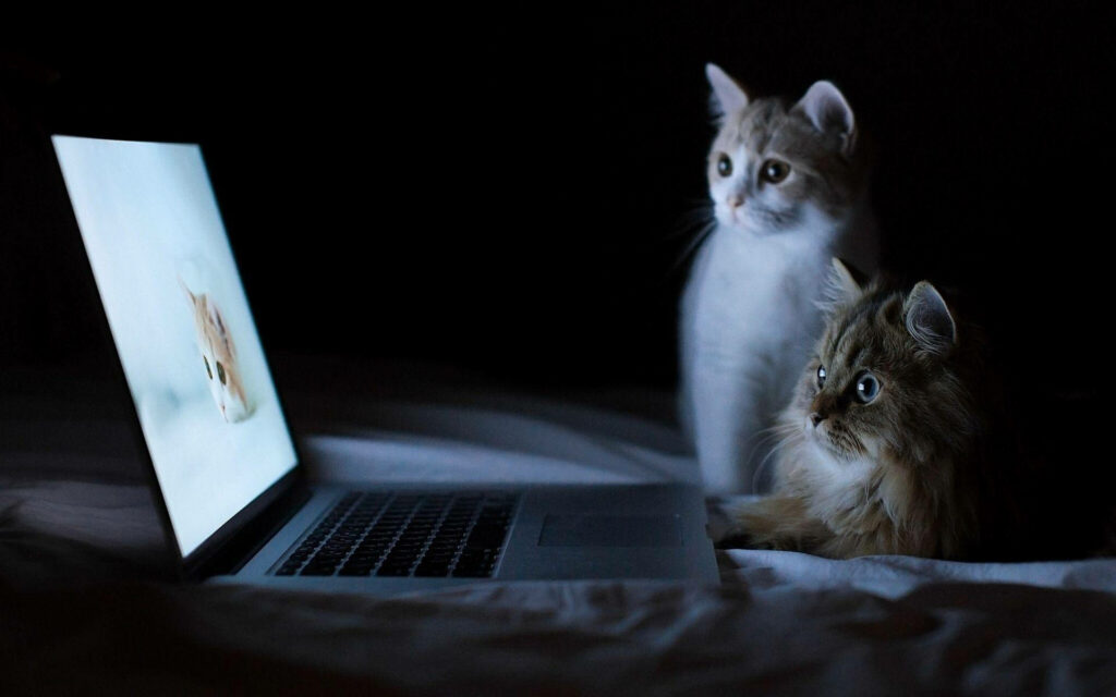 The Hilarious Duo: Mischievous Cat Companions Engrossed in Laptop Time Amidst Dimmed Surroundings Wallpaper
