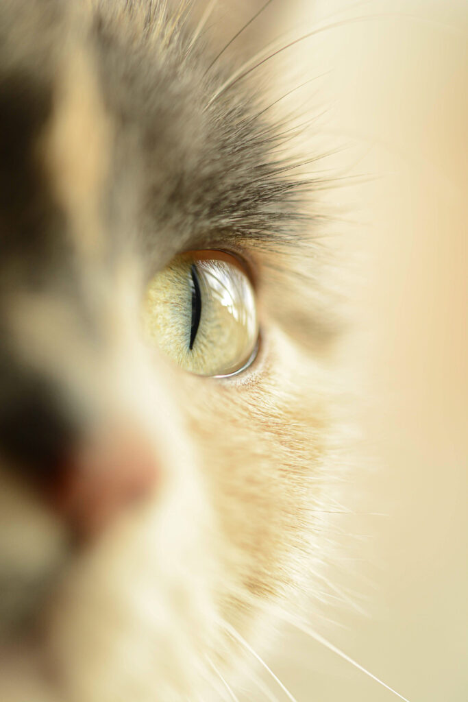 Intricate Cat's Eye Macro Shot: Warm Light Wallpaper Background