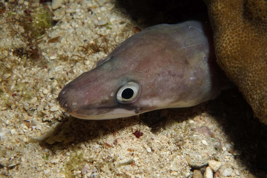 Conger eel peeking from coral reef with gray body against sandy seabed and textured rocks Wallpaper