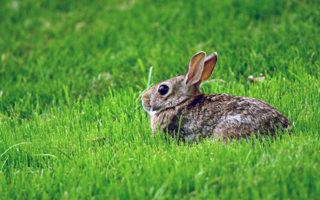 Alert Rabbit Hiding in Vibrant Green Grass: A Cautious Capture Wallpaper