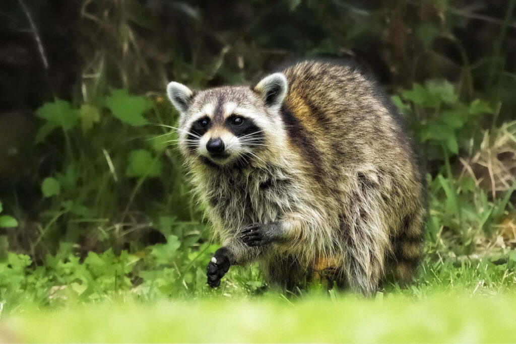 Cautious Raccoon in Lush Green Grass: Curious Eyes & Fluffy Fur Wallpaper