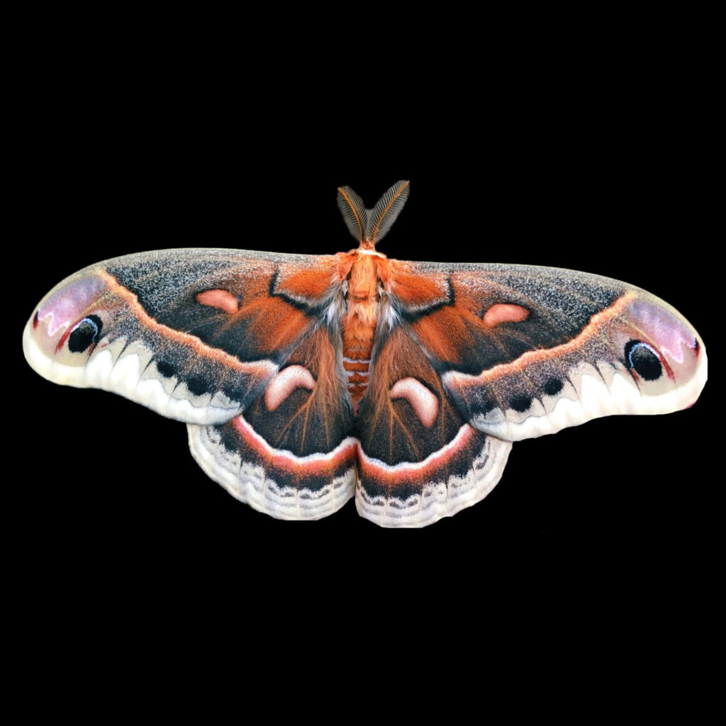 Close-up of Cecropia Moth wings spread showing rust red cream gray patterns on black background Wallpaper