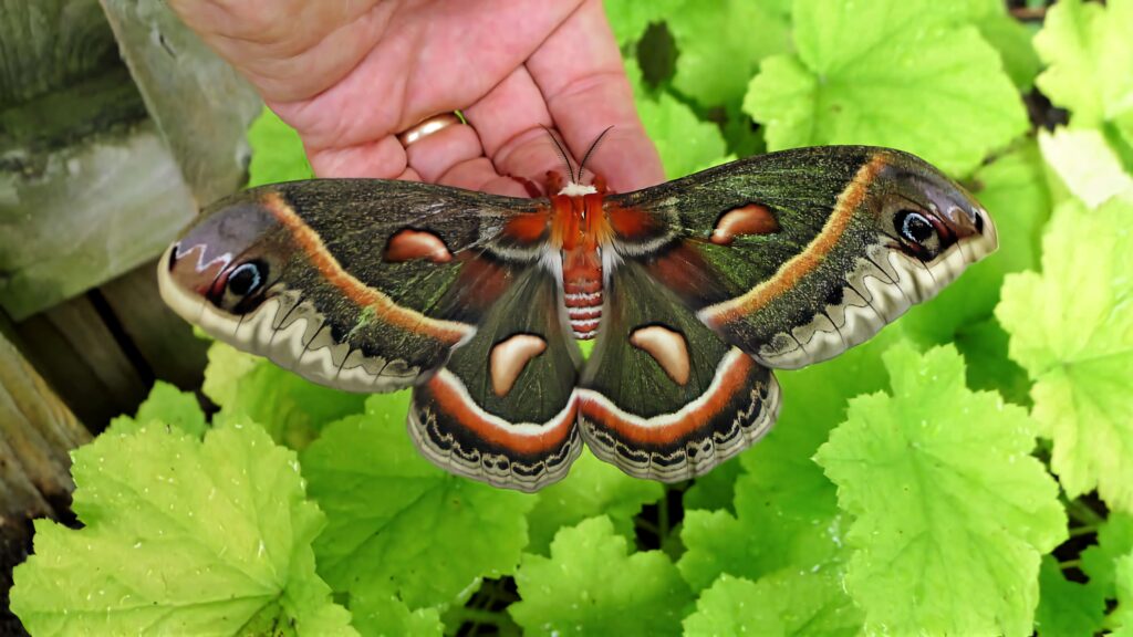 Cecropia Moth with vibrant earthy wings resting on hand surrounded by fresh green leaves close-up Wallpaper