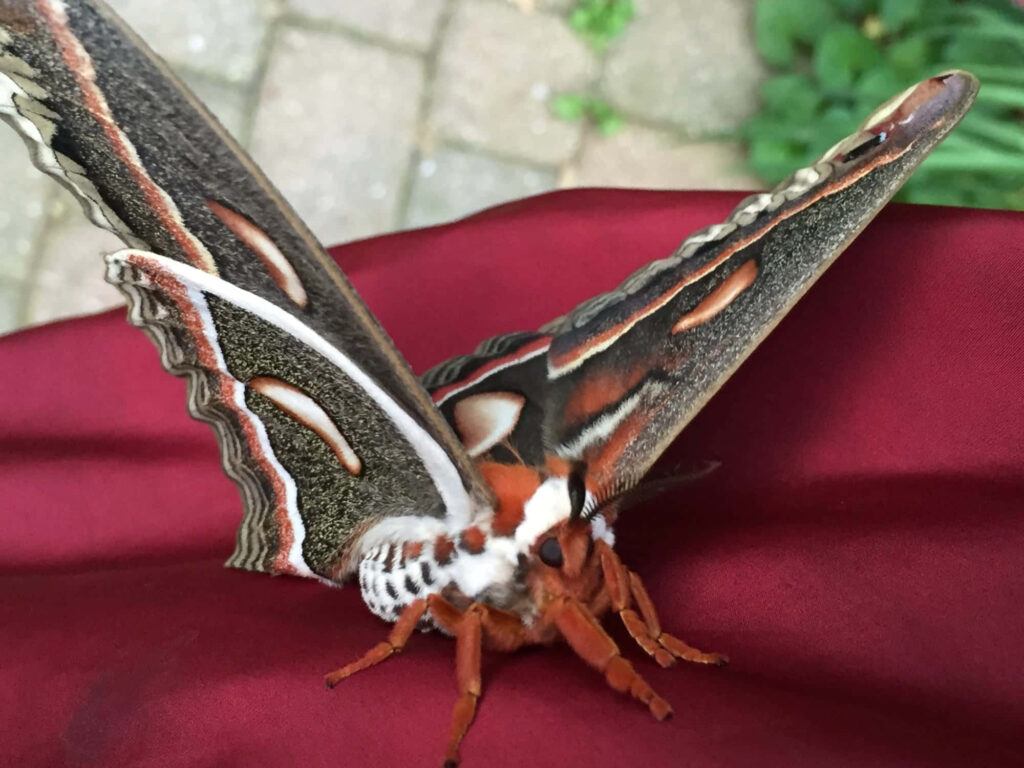 Close-up of Cecropia Moth on burgundy fabric showcasing detailed vibrant wing patterns wallpaper