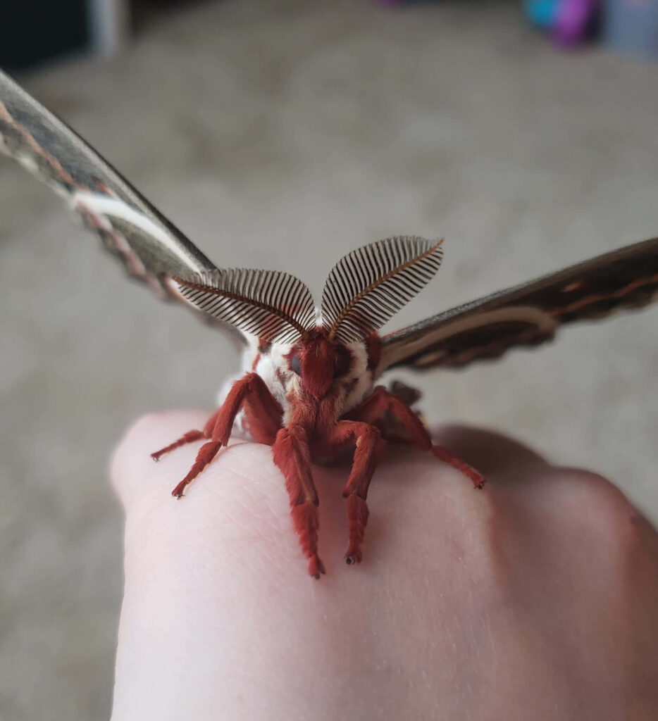 Close-up of Cecropia Moth on hand showing detailed feather antennae and reddish brown body textures Wallpaper